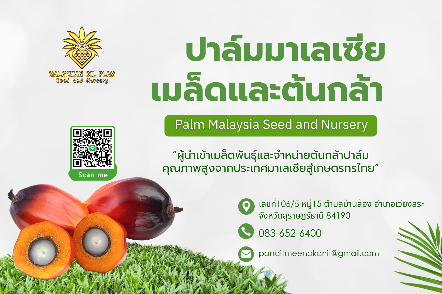 ปาล์มมาเลเซีย เมล็ดและต้นกล้า